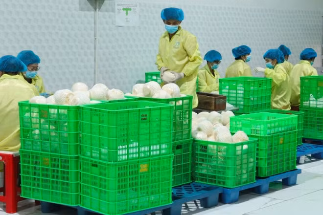 Đóng gói dừa xuất khẩu tại doanh nghiệp trên địa bàn tỉnh Vĩnh Long. (Ảnh: MINH ANH)