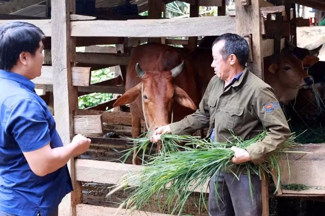 Gia đình ông Sùng A Dinh có thêm sinh kế sau khi được cấp bò giống sinh sản từ chương trình giảm nghèo.