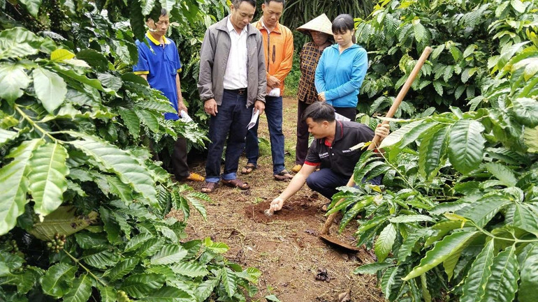 Nông dân tham gia Chương trình NESCAFÉ Plan được tập huấn phương pháp canh tác bền vững.