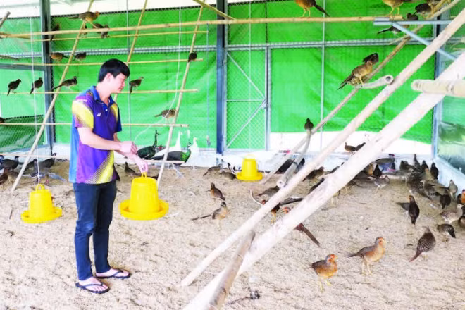 Anh Lưu Duy Đông, thôn Mý, xã Việt Lâm mạnh dạn xây dựng mô hình nuôi chim cảnh, thú rừng cho thu nhập cao.