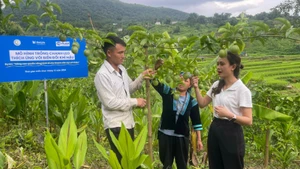 Mô hình phát triển chanh leo giúp nhiều thanh niên dân tộc thiểu số xã Dào San cải thiện thu nhập ổn định đời sống.