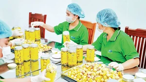 Đóng gói sản phẩm trà hoa vàng tại Hợp tác xã dược liệu công nghệ cao Trường Sơn.