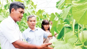 Vườn dưa lưới của Lâm Nhanh, xã Lộc Hưng, tỉnh Đồng Nai đang đem lại hiệu quả kinh tế cao.