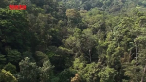 [Video] Sẽ có sàn giao dịch tín chỉ carbon trong nước hoạt động như sàn chứng khoán từ cuối năm 2025 