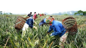 Người dân thu hoạch dứa ở Tân Uyên. (Ảnh TRẦN TUẤN)
