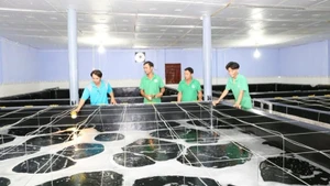 Bộ phận kỹ thuật của doanh nghiệp sản xuất tôm giống tại tỉnh Ninh Thuận kiểm tra quá trình sinh trưởng của tôm giống trong thời gian ương dưỡng.