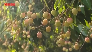 [Video] Chưa vào chính vụ, vải thiều đã lo “được mùa nhưng mất giá”