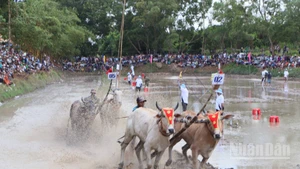 Hai cặp bò tranh tài quyết liệt.