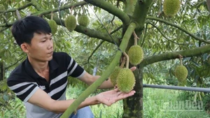 Nông dân An Giang kiểm tra vườn trồng sầu riêng.