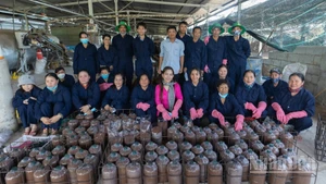Trang trại trồng nấm sạch của chị Châu Thị Nương.