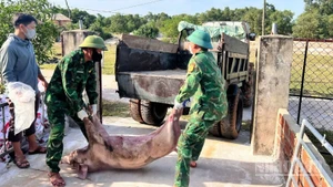 Lực lượng chức năng xã Mỹ Thủy tổ chức vận chuyển và tiêu hủy lợn bị dịch bệnh trên địa bàn.