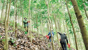 Công tác kiểm đếm được tiến hành khẩn trương, chính xác, bảo đảm không thiếu sót.