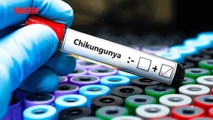 [Video] WHO cảnh báo nguy cơ lây lan rộng của virus Chikungunya