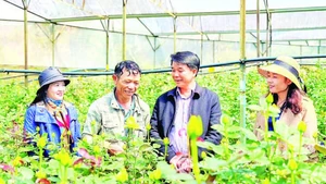 Lang Biang-Đà Lạt được xem là “thủ phủ” hoa hồng của tỉnh Lâm Đồng.