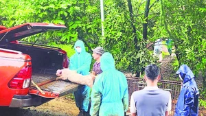 Lực lượng chức năng và chính quyền địa phương hỗ trợ người dân tiêu hủy lợn nhiễm bệnh theo đúng quy định.