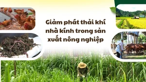 Giảm phát thải khí nhà kính trong sản xuất nông nghiệp