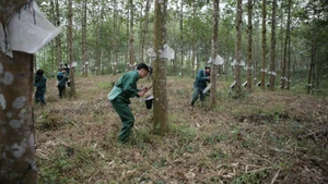 Công nhân Công ty cổ phần Cao-su Lai Châu 2 khai thác mủ.