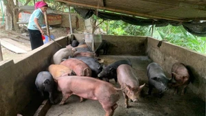 Mô hình nuôi lợn bản địa tập trung đem lại hiệu quả kinh tế cho bà con nhân dân xã Lê Lợi.