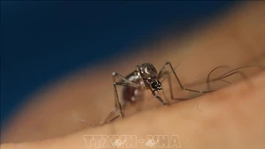 Muỗi Aedes aegypti. (Ảnh: THX/TTXVN)