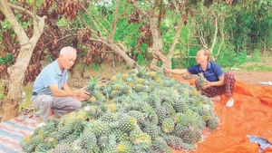 Gia đình bà Nguyễn Thị Báu phân loại dứa trước khi đem bán.
