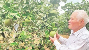 Ông Hoàng Văn Nghị bên vườn bưởi da xanh.