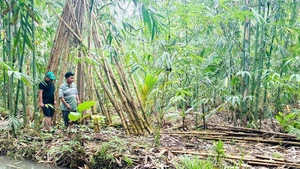 Một góc dự án trồng và phát triển cây tre.