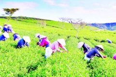 Trên nương chè Lâm Đồng.