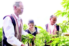 Già làng A Bok (bên trái) hướng dẫn người dân trong thôn chuyển đổi cơ cấu cây trồng.