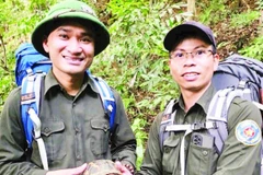 Cán bộ Ban Quản lý rừng đặc dụng nam Quảng Trị phát hiện cá thể rùa hộp trán vàng miền trung.