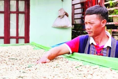 Cà-phê của Tổ hợp tác cà-phê Chư Mui được phơi, sơ chế trong nhà lồng.