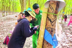 Hướng dẫn kỹ thuật cạo mủ cao su cho các học viên của Công ty TNHH một thành viên cao su Chư Mom Ray.