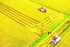 Cánh đồng lúa tại xã Nam Đà với diện tích 700 ha lúa đặc sản ST24, ST25 đạt tiêu chuẩn VietGAP