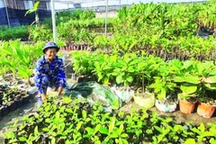 Những mầm non trên đất khát.