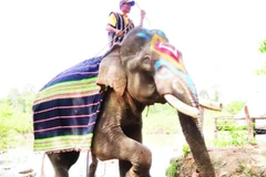 Buôn Đôn, vùng đất nổi tiếng về nghề săn bắt và thuần dưỡng voi rừng một thời.