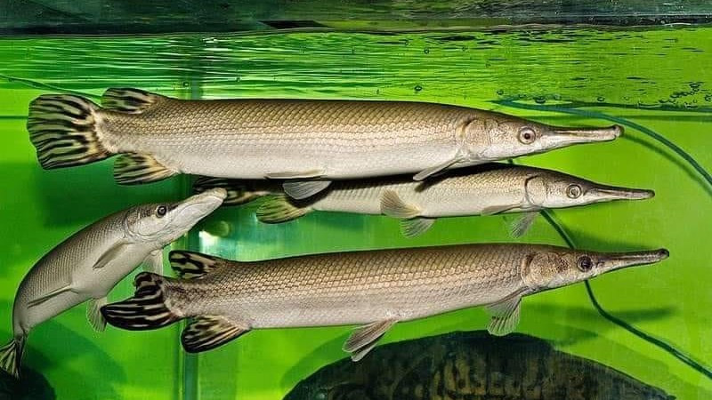 Cá sấu hỏa tiễn. (Ảnh: MXH)