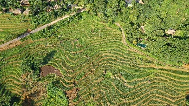 រដូវ​ទុំ​ស្រូវ Pu Luong។