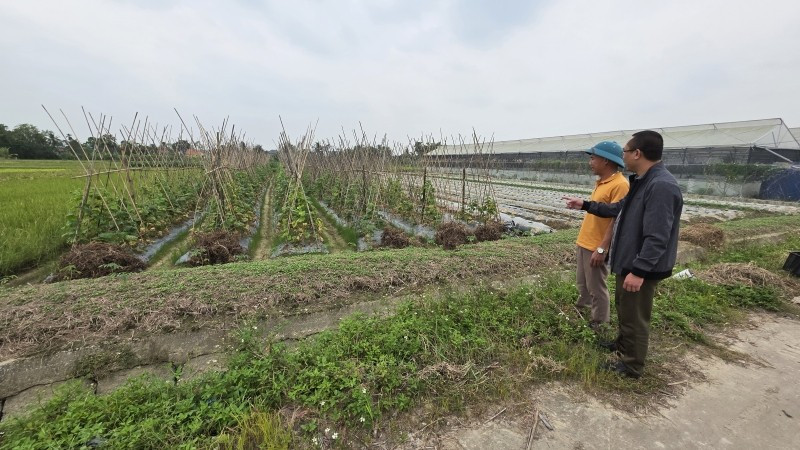 Thanh Hóa triển khai trồng cây vụ đông.