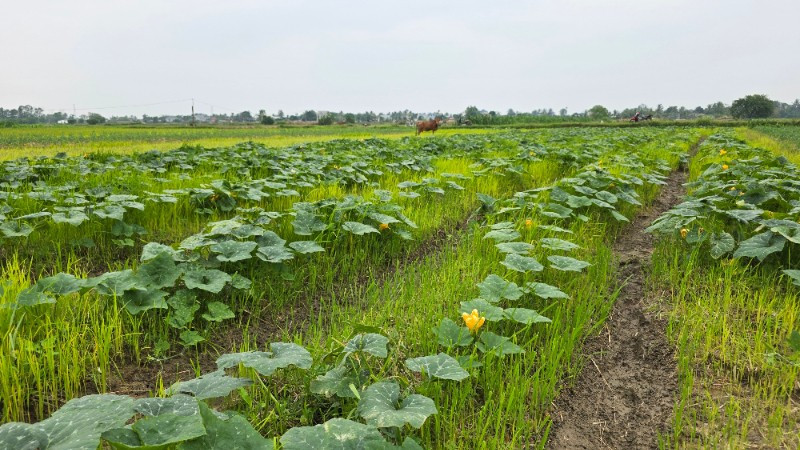 Thanh Hóa phấn đấu trồng 46.000ha cây vụ đông.