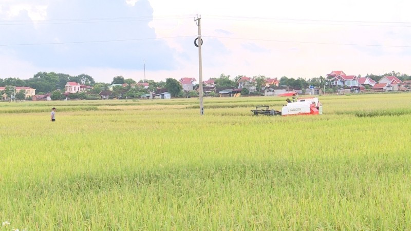 Nông dân Thanh Hóa gặt lúa trước bão.