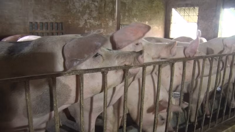 Dịch tả lợn châu Phi lan rộng tại Thanh Hóa.