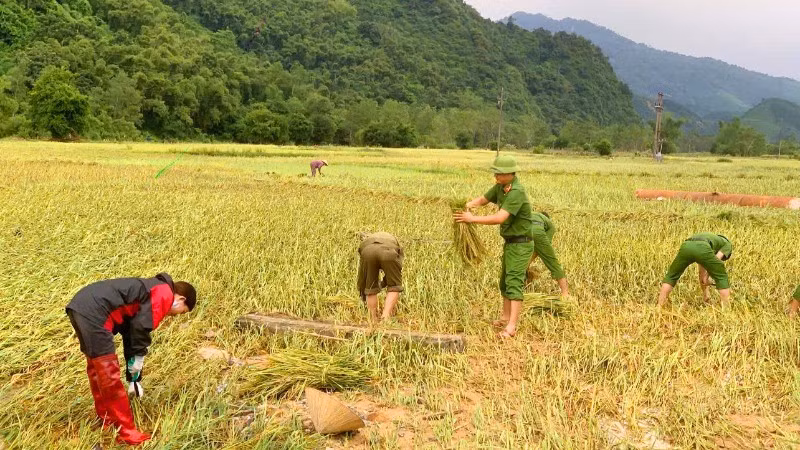 Công an Thanh Hóa giúp người dân thu hoạch lúa trước bão.