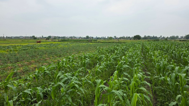 Xanh mướt cánh đồng vụ đông tại Thanh Hóa.