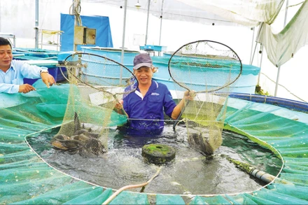 Mô hình trồng rau thủy canh kết hợp nuôi cá hữu cơ tại Công ty TNHH Nông sản Đồng Tháp AQUA, xã Lấp Vò, tỉnh Đồng Tháp.