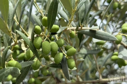 Những cành ô-liu trĩu quả ở cơ sở trồng và chế biến của Công ty Xiang Yu, thành phố Lũng Nam, tỉnh Cam Túc, Trung Quốc. (Ảnh: HỮU HƯNG)