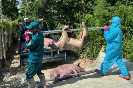 Dịch tả lợn châu Phi lây lan ra 34 xã, phường trên địa bàn tỉnh Quảng Ngãi.