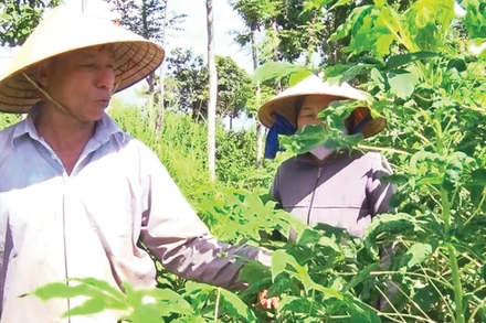 Nông dân xã Cẩm Mỹ (Đồng Nai) nhổ bỏ cây sắn bị nhiễm bệnh khảm lá. (Ảnh: TTXVN)