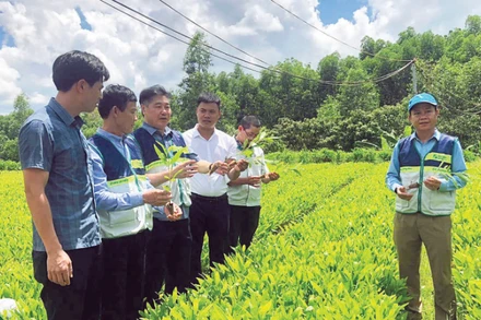 Vườn ươm sản xuất cây giống lâm nghiệp tại tỉnh Quảng Trị đáp ứng tiêu chuẩn phục vụ cấp chứng chỉ quản lý rừng bền vững.