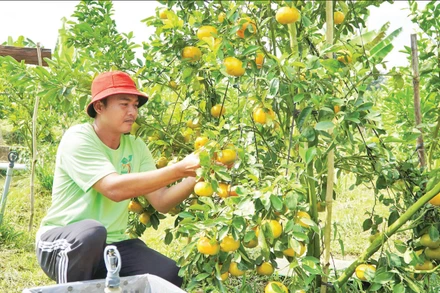 Nông dân Đồng Tháp chăm sóc cây quýt hồng