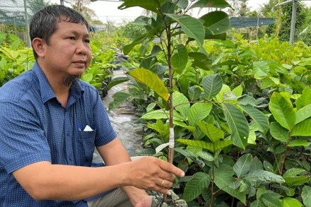 Người dân Chợ Lách sản xuất cây giống cung ứng thị trường trong cả nước. (Ảnh: HOÀNG TRUNG)