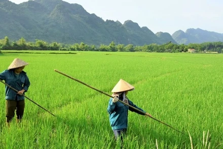 Đào tạo, đào tạo lại, đào tạo bồi dưỡng nâng cao trình độ kỹ năng nghề cho các lao động nông thôn. (Ảnh minh họa)